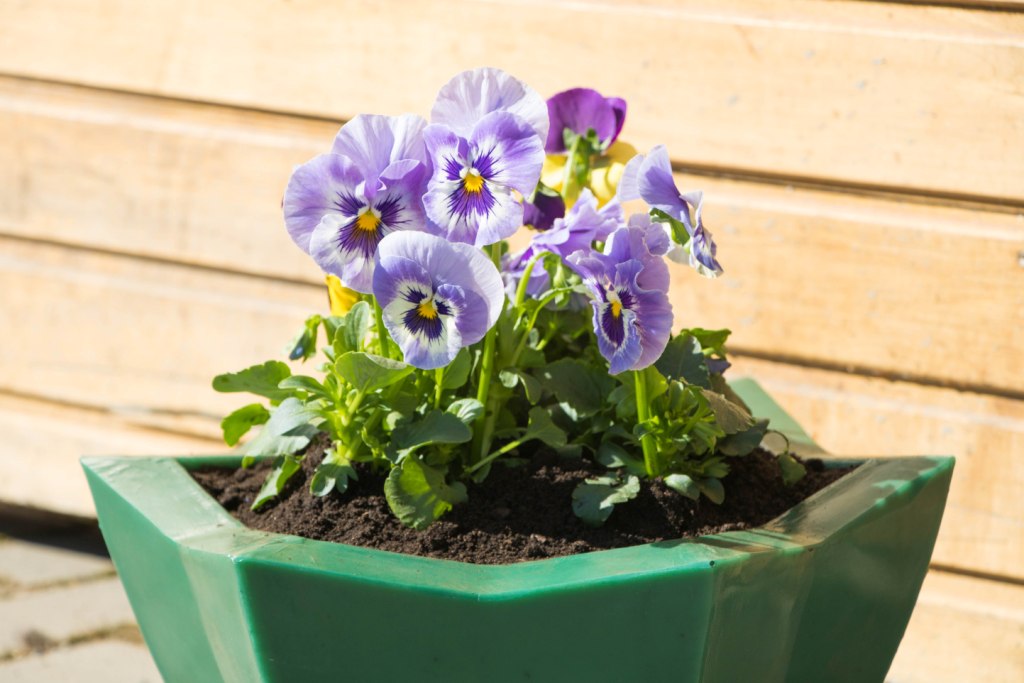 Вазон пластиковый. Собственное производство. Чистоград. Кашпо цветочное Лотос 350/450. Модель 2019