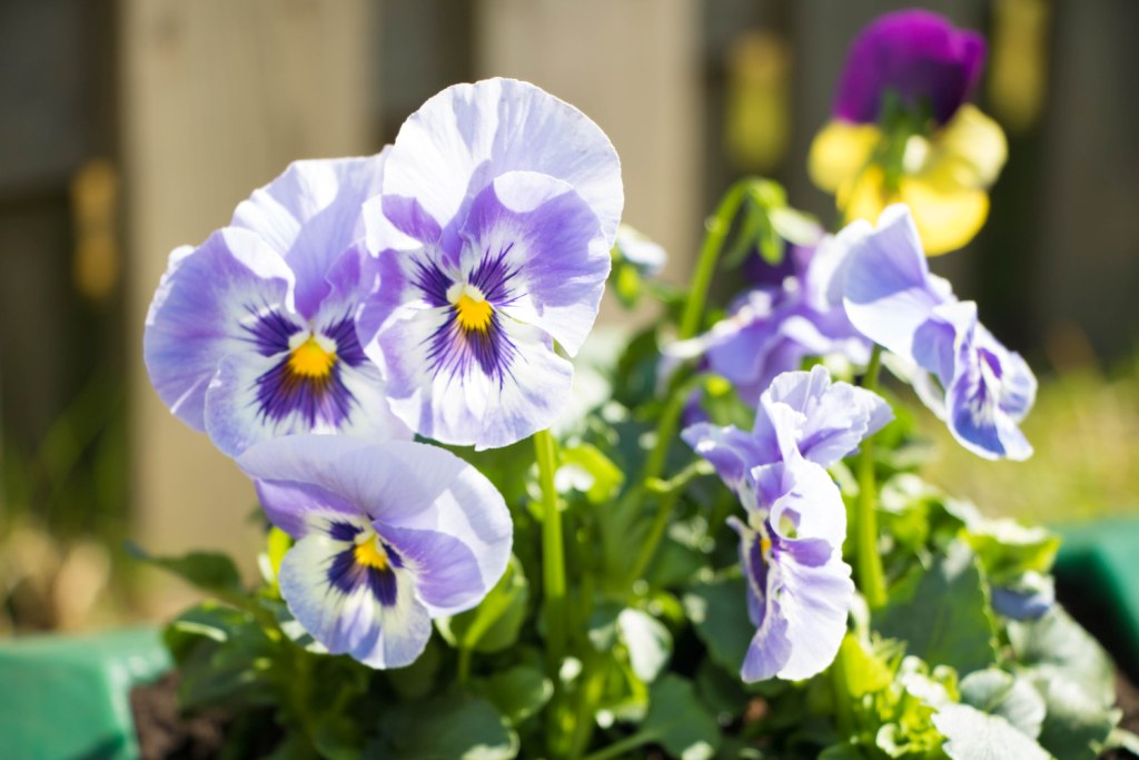 Вазон пластиковый. Собственное производство. Чистоград. Кашпо цветочное Лотос 350/450. Модель 2019