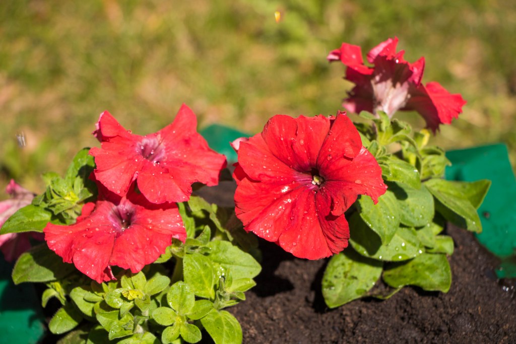 Вазон пластиковый. Собственное производство. Чистоград. Кашпо цветочное Лотос 350/450. Модель 2019